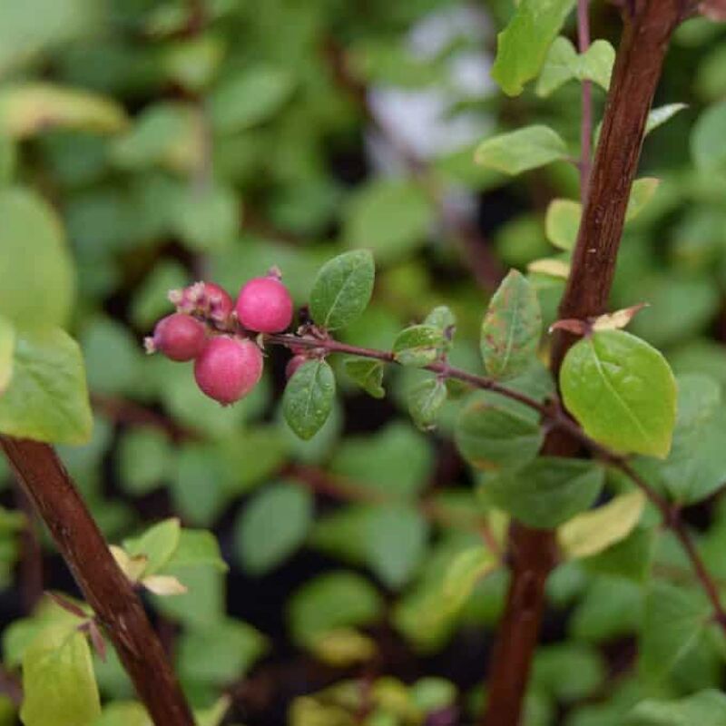 Symphoricarpos × chenaultii 'Hancock' ---